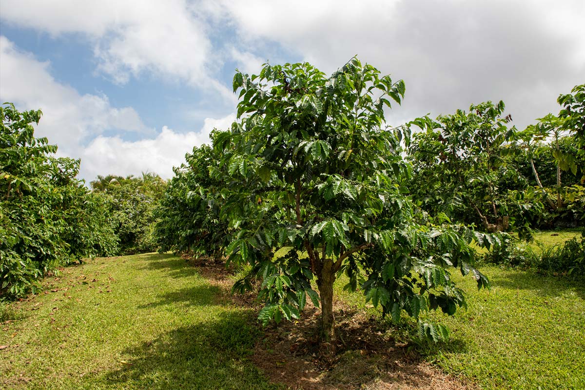 Green coffee trees in a field.